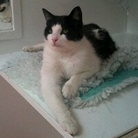 Bonny in the cattery